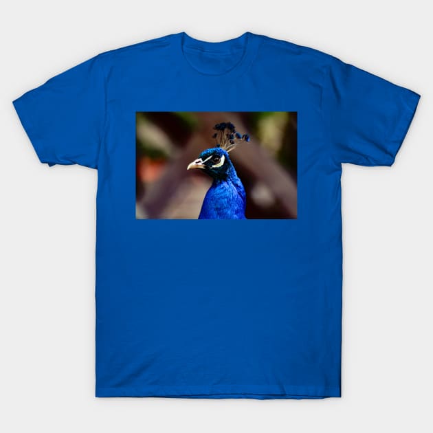 Peacock T-Shirt by Rob Johnson Photography